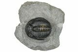 Detailed Hollardops Trilobite Fossil - Excellent Eye Facets #273423-3